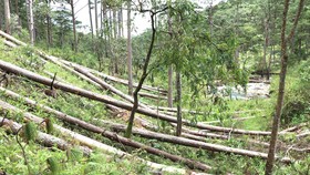 Muôn kiểu phá rừng - Bài 3: Nhùng nhằng chuyển giao dự án