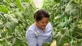 Mô hình trồng dưa lưới sạch cho năng suất thu hoạch và giá trị gia tăng cao tại Đông Thạnh, huyện Hóc Môn
