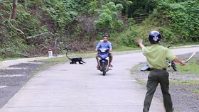 Cá thể Voọc Hà Tĩnh tấn công người qua lại tại đường Hồ Chí Minh nhánh Tây đoạn qua xã Hướng Lập.