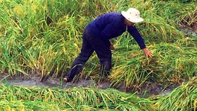 Hậu Giang: Gần 10.000ha lúa, cây ăn trái thiệt hại do mưa lũ