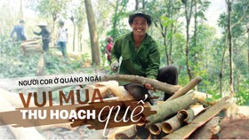 Người Cor ở Quảng Ngãi vui mùa thu hoạch quế