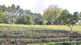 Sắc xanh khu du lịch sinh thái Mỹ Lệ