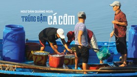 Ngư dân Quảng Ngãi trúng đậm cá cơm