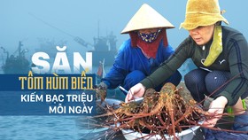 Săn tôm hùm biển kiếm bạc triệu mỗi ngày