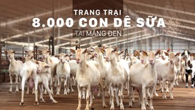 Trang trại 8.000 con dê sữa tại Măng Đen