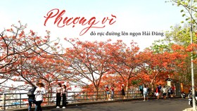 Phượng vĩ đỏ rực đường lên ngọn Hải Đăng