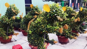 Ngắm bonsai quất tạo hình chuột độc đáo ở Bình Định
