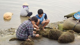 Mưu sinh giữa mùa dịch