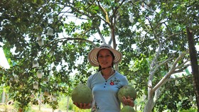 Nông dân Quảng Nam thoát nghèo nhờ bưởi da xanh