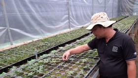 Áp dụng khoa học kỹ thuật vào ươm giống sâm Ngọc Linh