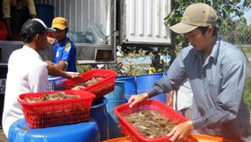 Giá tôm ĐBSCL giảm mạnh