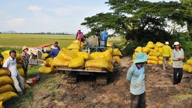 Sản lượng lúa đông xuân ở ĐBSCL đạt hơn 10,7 triệu tấn