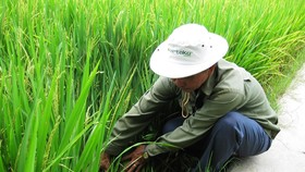 Nhiều loại sâu bệnh gây hại cho lúa hè thu ở ĐBSCL