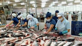 Giá cá tra thấp, nhiều hộ nuôi cá ở ĐBSCL lỗ nặng
