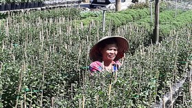 Giá trị sản xuất ngành trồng trọt ở Đồng Tháp tăng 508 tỷ đồng