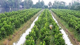 Phát triển thêm 450.000ha trái cây và thủy sản ở ĐBSCL đến năm 2030