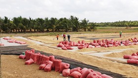Lúa thu đông sớm ở ĐBSCL lãi 22- 25 triệu đồng/ha