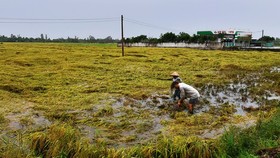 ĐBSCL: Khẩn trương tiêu thoát nước, cứu lúa bị ngập úng