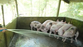 Các ngành chức năng tăng cường kiểm tra, bảo vệ đàn heo, không để phát sinh dịch bệnh
