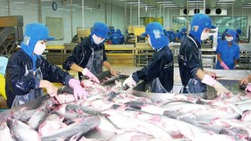 Prices of pangasius fish, poultry eggs in Mekong Delta continue to decline