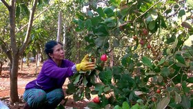 A cashew field in Dong Tam Commune in Dong Phu District in Binh Phuoc Province. (Photo: SGGP)