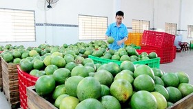 Price of green-skinned pomelos falls sharply due to poor consumption