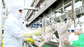 Chicken slaughtering production line of a company. (Photo: SGGP)