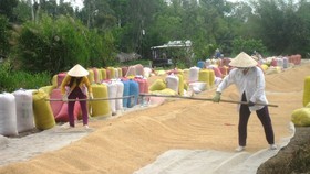 Mekong Delta provinces expect good summer-autumn rice crop