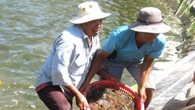 Farmers harvest shrimps in Soc Trang Province. (Photo: SGGP)