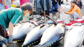 Canned tuna exports increase thanks to rising demand