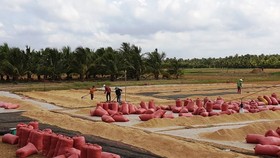 The rice production of the summer-autumn rice crop is expected to exceed 9.1 million tons of paddy. (Photo: SGGP)