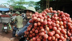 Joy will soon return to Vietnamese lychee growers. (Photo: SGGP)