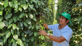 Large area of black pepper dead in Binh Phuoc Province, productivity drops