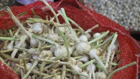 Ly Son garlic has its unique flavor thanks to the special soil. (Photo: SGGP)