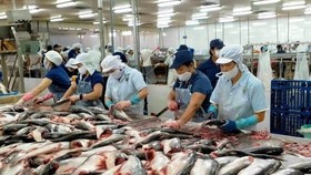 Low pangasius prices cause heavy losses for farmers in Mekong Delta