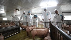 A delegation led by the Minister of Agriculture and Rural Development visits pig farms in My Duc Commune in Hai Phong City. (Photo: SGGP)