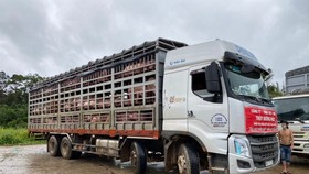 Thuy Duong Phat Company is carrying out procedures to import 1,000 commercial hogs at Bo Y border gate in Kon Tum Province to transport them to Dong Nai Province. (Photo: SGGP)