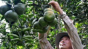 The area of fruit trees in the Mekong Delta increases ceaselessly. (Photo: SGGP)