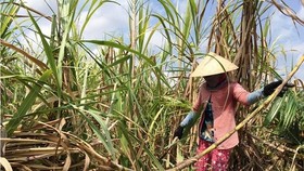 The domestic sugar industry is facing difficulties as foreign sugar undersells. (Photo: SGGP)