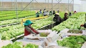 High-tech agricultural production helps farmers get rich in Lam Dong Province. (Photo: SGGP)