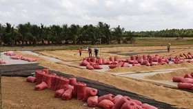 Rice prices continue to remain at high levels, helping farmers in the Mekong Delta to ensure profits. (Photo: SGGP)