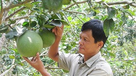 US to greenlight export of pomelos from Vietnam