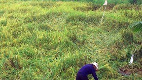 A farmer in Hau Giang Province makes drainage ditches for rainwater to recede, hoping that his fallen paddy will not sprout. (Photo: SGGP)