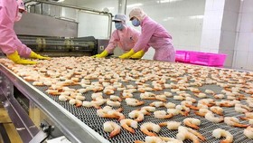 Processing shrimps for export at Minh Phu Seafood Joint Stock Company. (Photo: SGGP)
