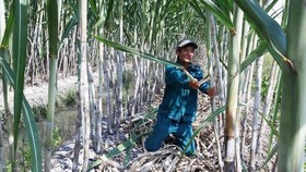Farmers grow sugarcane in Hau Giang Province. (Photo: SGGP)
