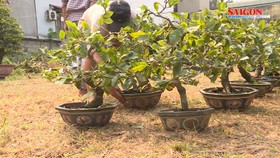 Rộn ràng mai tết xuống phố