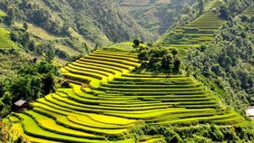 Mu Cang Chai terraced fields