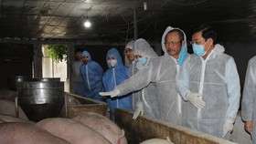 Minister of Agriculture and Rural Development Nguyen Xuan Cuong leads a delegation to visit a pig farm in Phu Tho Province.