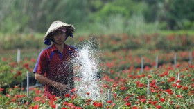 Để làng hoa Sa Đéc khoe sắc 4 mùa