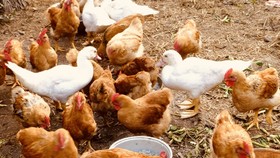 Tiêu hủy gần 1.000 con gia cầm bị cúm A/H5N1 tại Trà Vinh